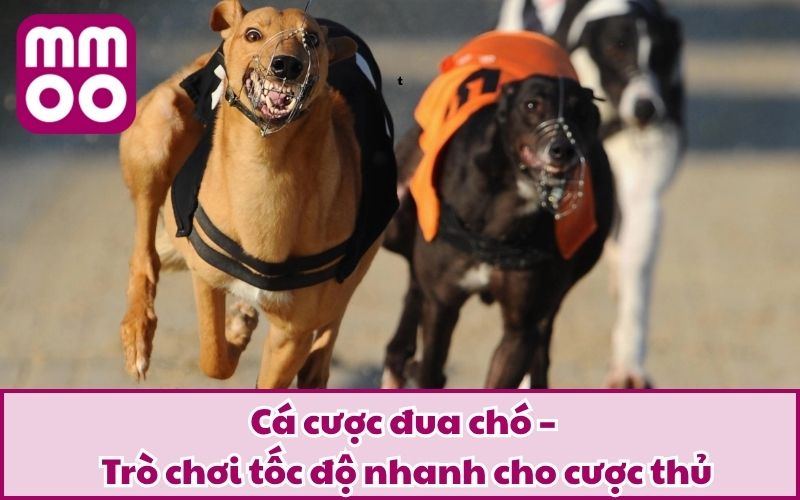 Cá cược đua chó – Trò chơi tốc độ nhanh cho cược thủ