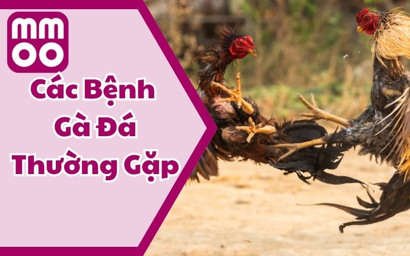 Các Bệnh Gà Đá Thường Gặp Cùng Phương Pháp Phòng & Trị