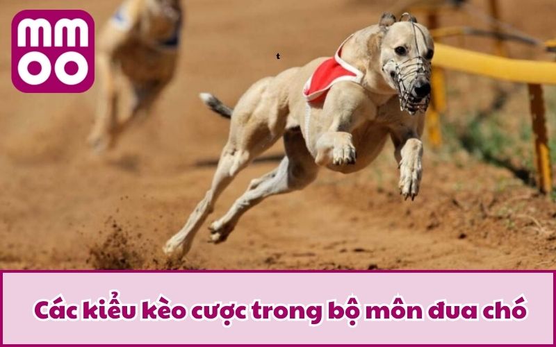 Các kiểu kèo cược trong bộ môn đua chó