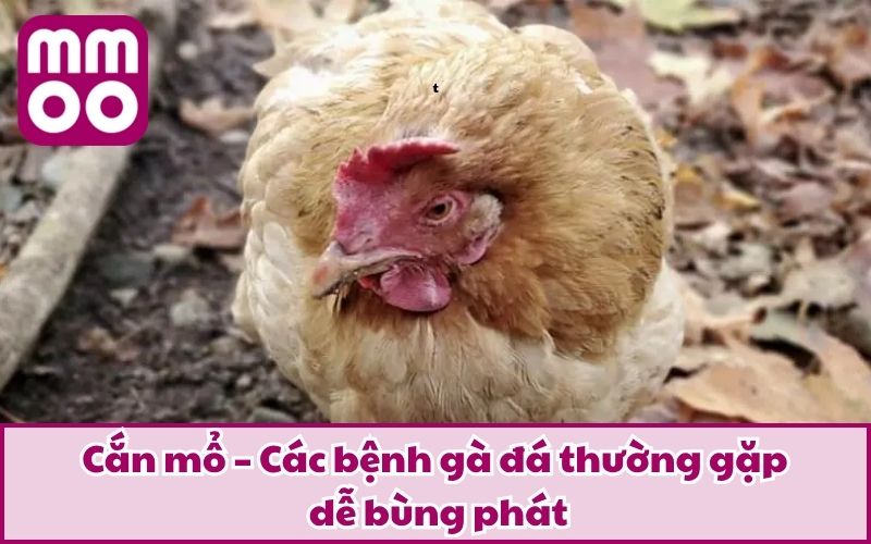 Cắn mổ – Các bệnh gà đá thường gặp dễ bùng phát