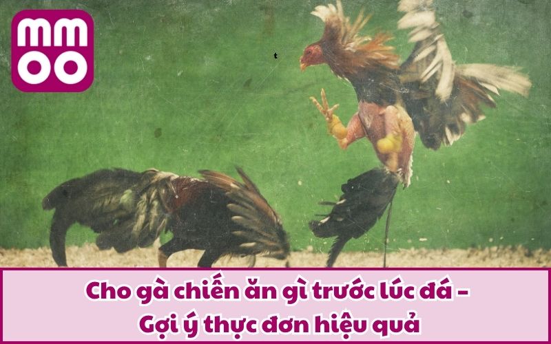 Cho gà chiến ăn gì trước lúc đá – Gợi ý thực đơn hiệu quả