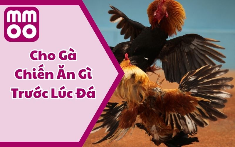 Cho Gà Chiến Ăn Gì Trước Lúc Đá Để Tăng Thể Lực Và Bền Đòn?