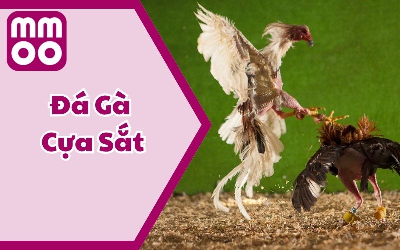Luật Đá Gà Cựa Sắt 2025 Dễ Hiểu Cho Tân Thủ Từ MMOO