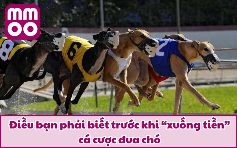 Điều bạn phải biết trước khi “xuống tiền” cá cược đua chó