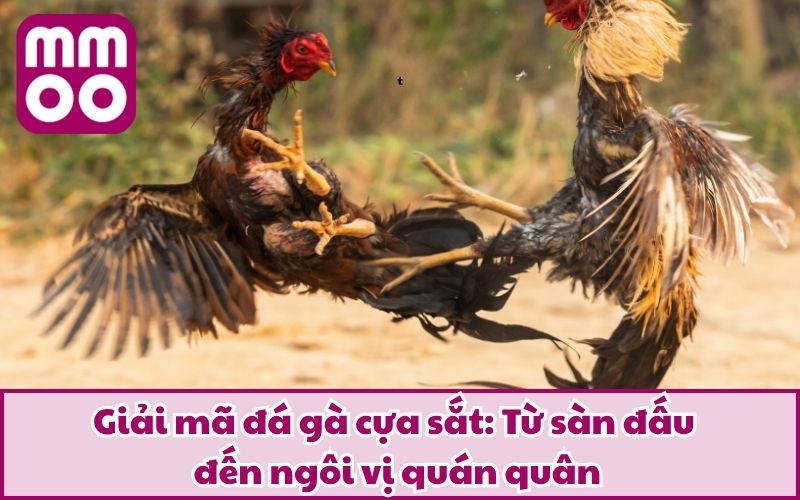 Giải mã đá gà cựa sắt: Từ sàn đấu đến ngôi vị quán quân