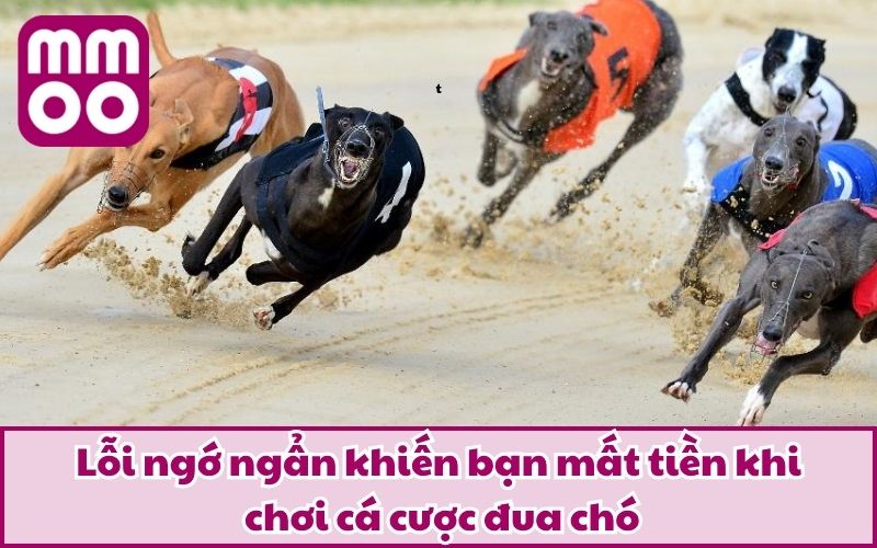 Lỗi ngớ ngẩn khiến bạn mất tiền khi chơi cá cược đua chó