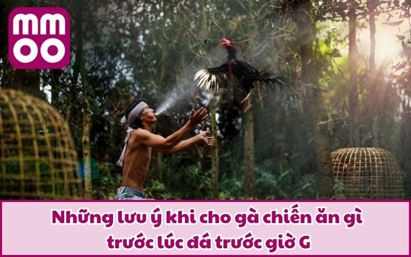 Những lưu ý khi cho gà chiến ăn gì trước lúc đá trước giờ G