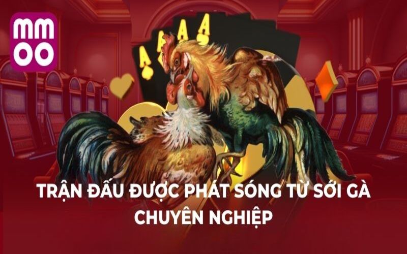 Trang Chủ 7 Trận đấu được phát sóng từ sới gà chuyên nghiệp