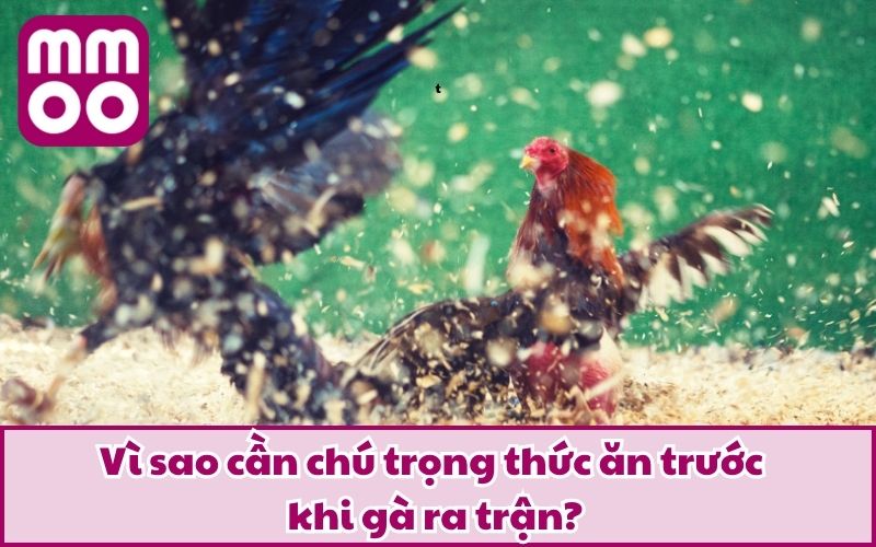 Vì sao cần chú trọng thức ăn trước khi gà ra trận?