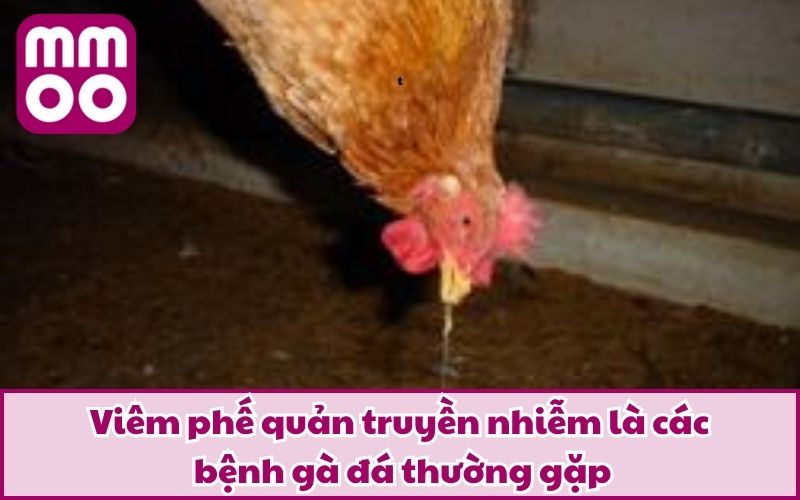 Viêm phế quản truyền nhiễm là các bệnh gà đá thường gặp